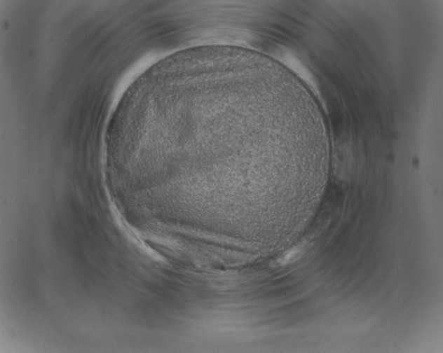 X0000067851096200604271639