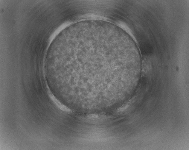 X0000067851098200604271639