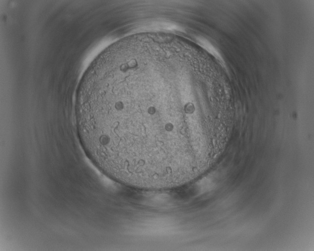 X0000067851103200604271639