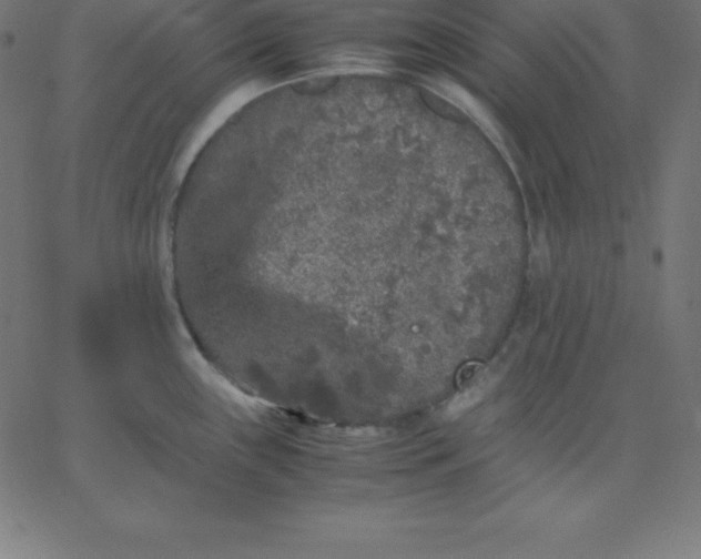 X0000067851243200604271637