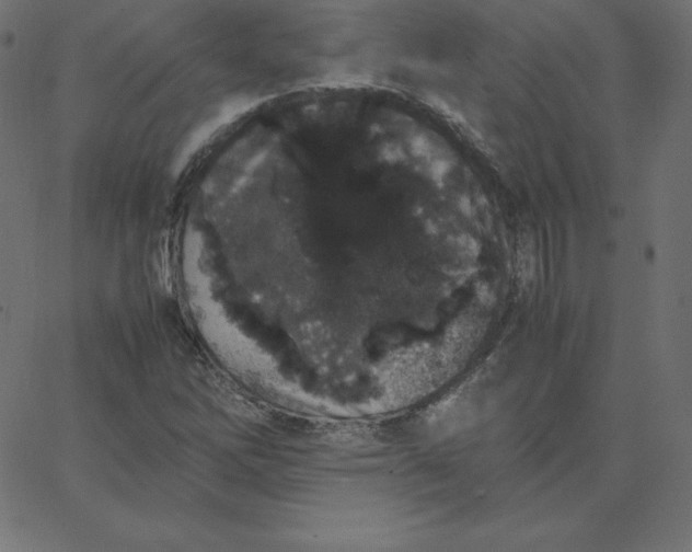 X0000067851262200604271636