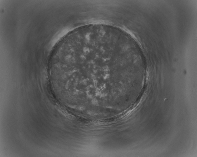 X0000067851263200604271636