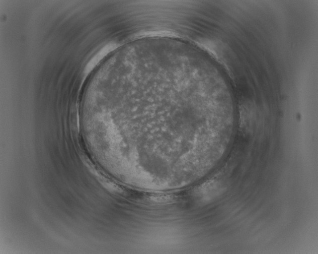 X0000067851274200604271636