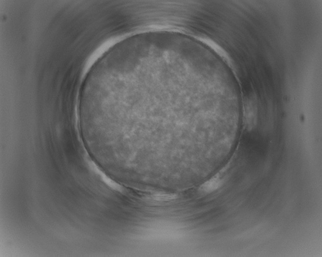 X0000067851294200604271635