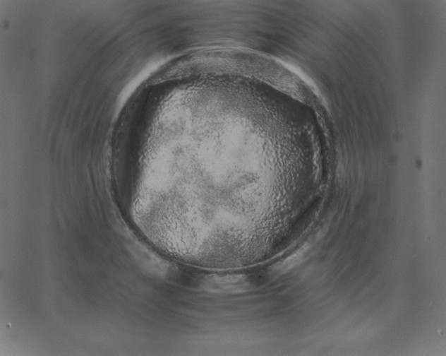 X0000067851325200604271635