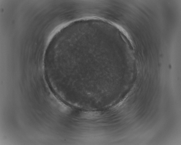 X0000067851327200604271635