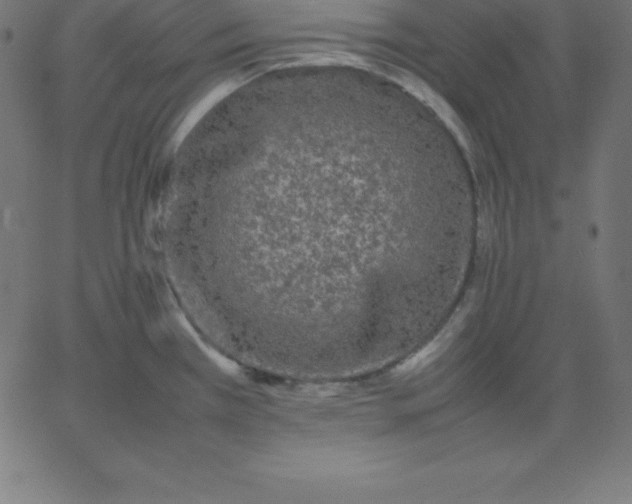 X0000067851385200604271634