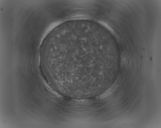 X0000067851413200604271633