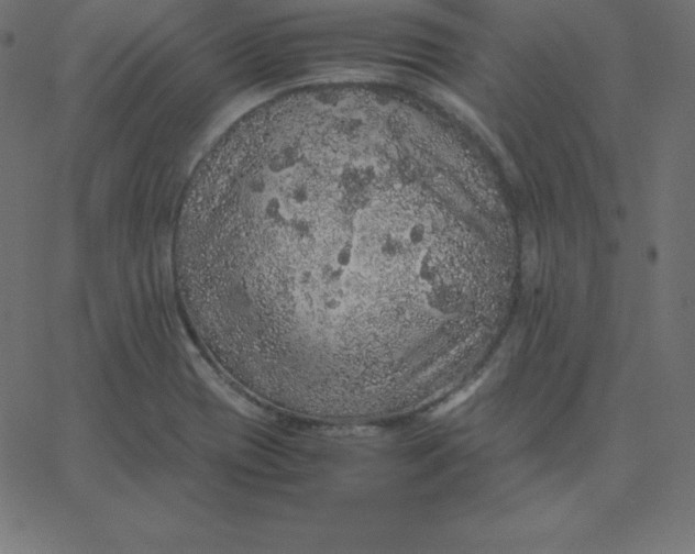 X0000067851417200604271633