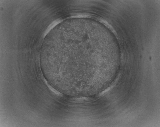 X0000067851425200604271633