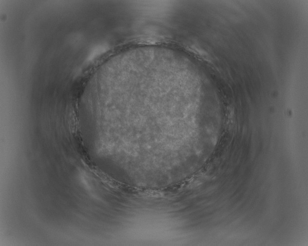 X0000067851446200604271633