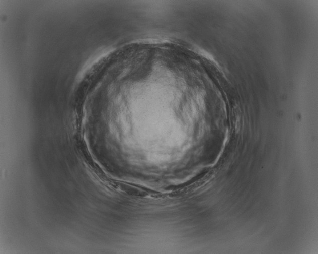 X0000067851448200604271633