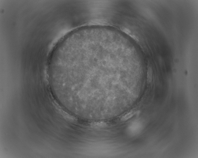 X0000067851454200604271633