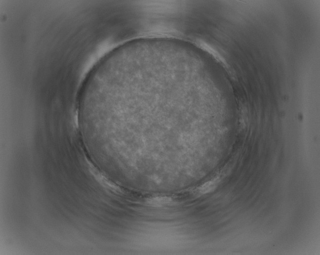 X0000067851462200604271633