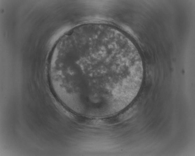 X0000067851463200604271633