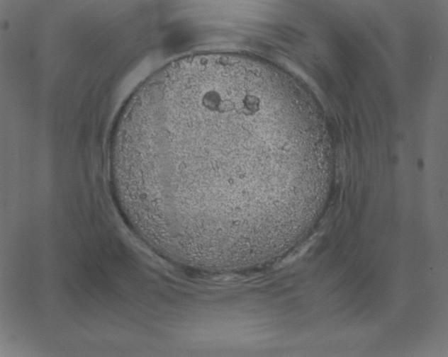 X0000067851467200604271633