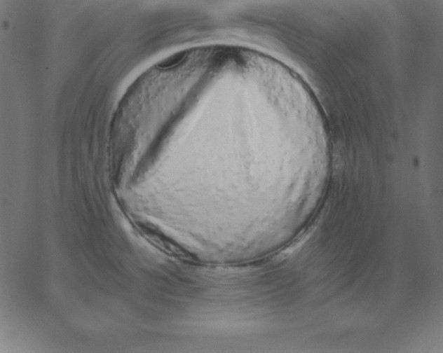 X0000067851534200604271632