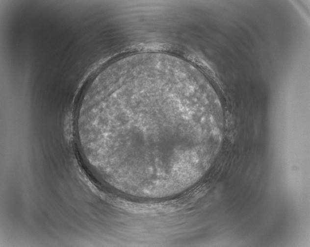 X0000067850012200605041727