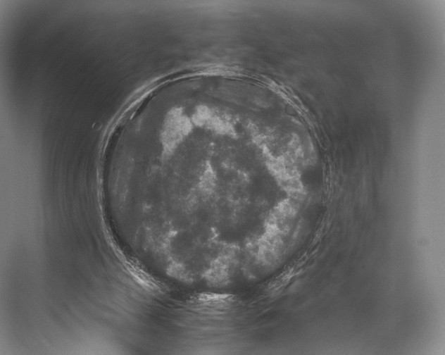 X0000067850055200605041726