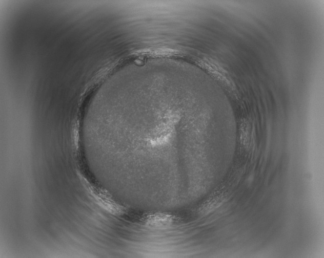 X0000067850206200605041724