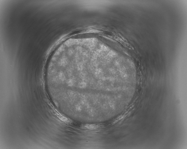 X0000067850341200605041721