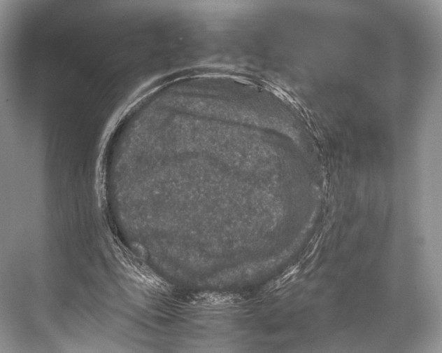 X0000067850343200605041721