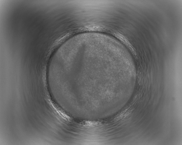 X0000067850442200605041719