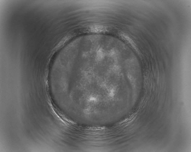 X0000067850443200605041719