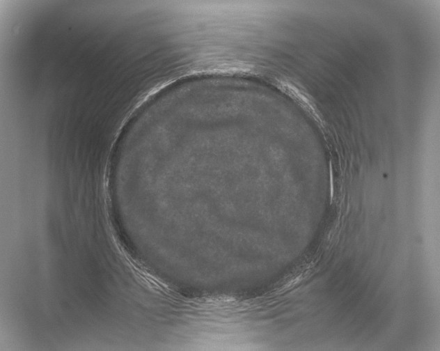 X0000067850483200605041719