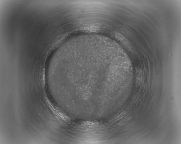 X0000067850494200605041719