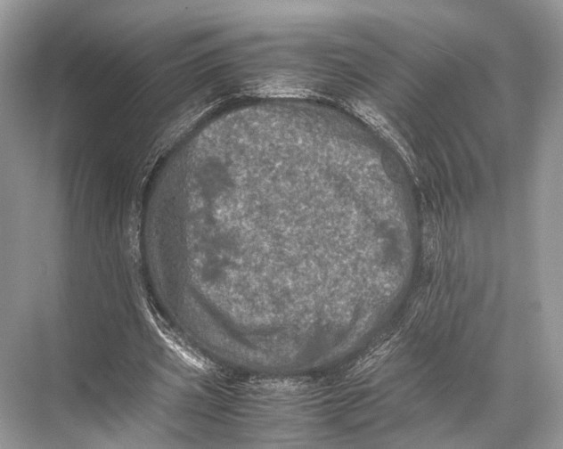 X0000067850533200605041718