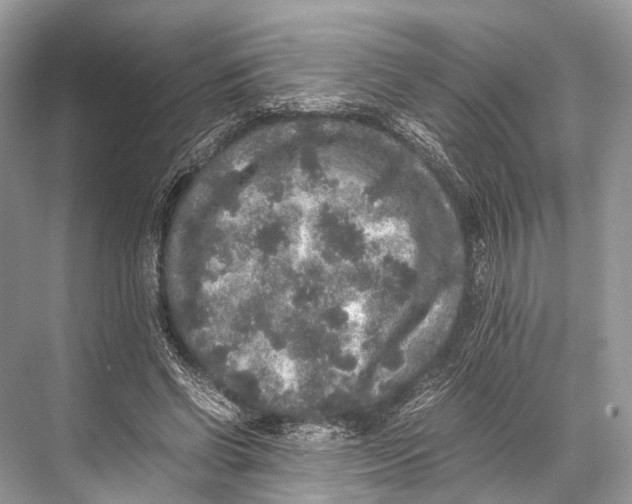 X0000067850542200605041718