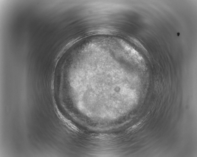 X0000067850938200605041711