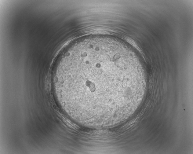 X0000067851067200605041709