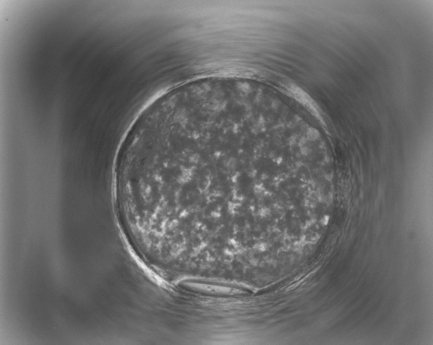 X0000067851095200605041709