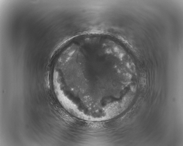 X0000067851262200605041706