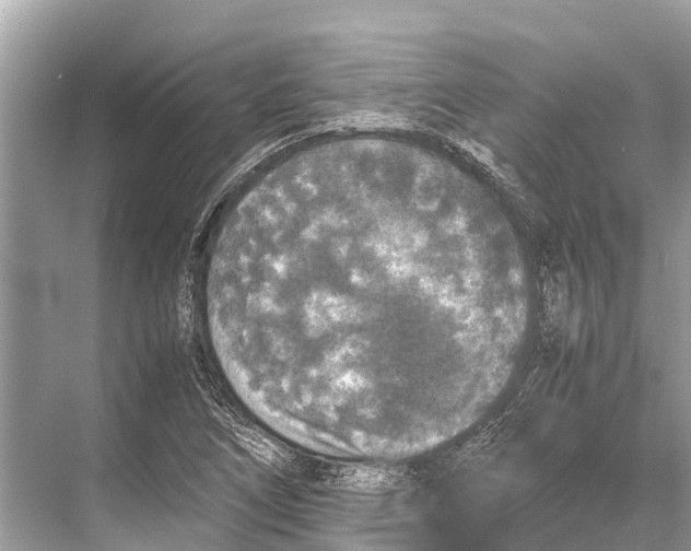 X0000067851266200605041706