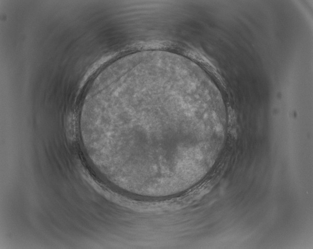 X0000067850012200605111720