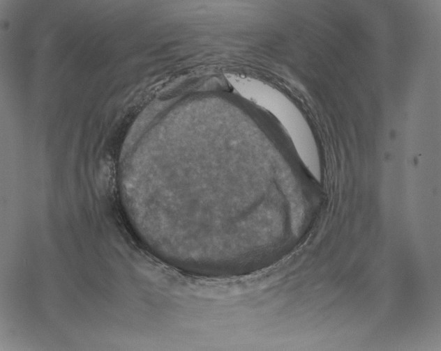 X0000067850029200605111719