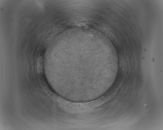 X0000067850030200605111719