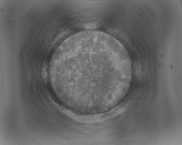 X0000067850032200605111719