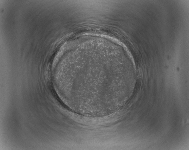 X0000067850043200605111719