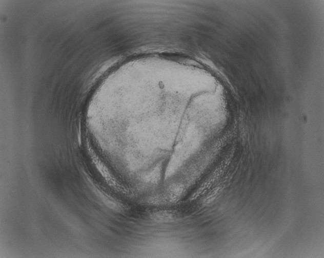 X0000067850062200605111718