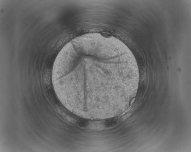 X0000067850078200605111719