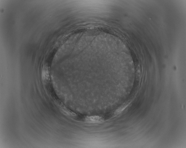 X0000067850137200605111718