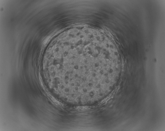 X0000067850145200605111717