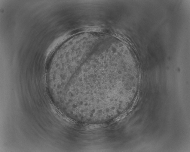 X0000067850149200605111717