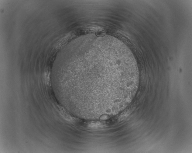 X0000067850177200605111717