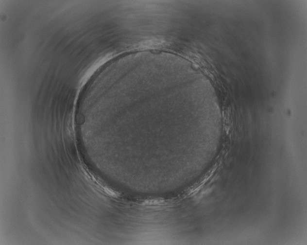 X0000067850196200605111717