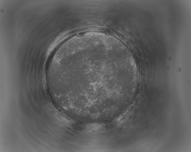 X0000067850198200605111717